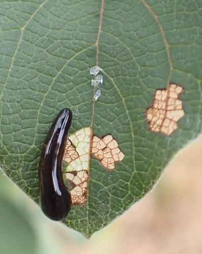 Caliroa cerasi